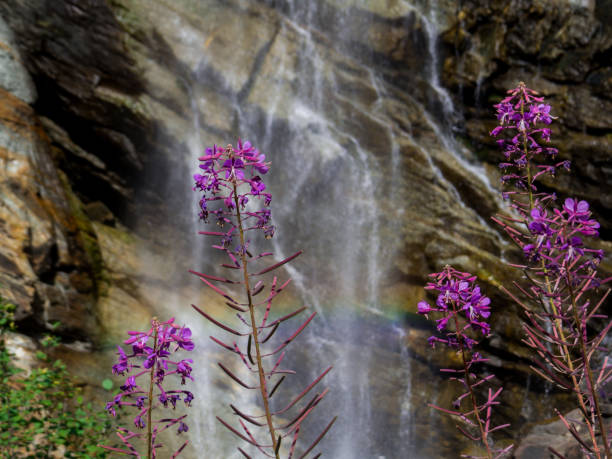 istock Lillaz Waterfall, Aosta Valley, Italy 1435902618