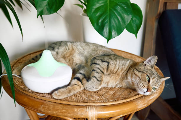 istock Tabby cat sleeping near home air humidifier or essential oil diffuser cleaning air and vaporizing steam up into the air. Ultrasonic technology. Taking care of health of children, plants and pets. 1435902979