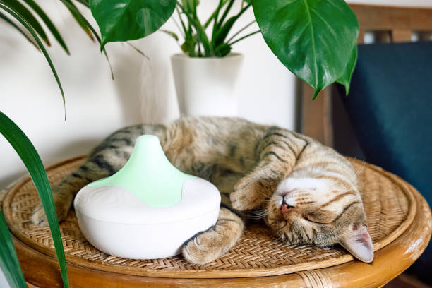 gato atigrado durmiendo cerca del humidificador de aire de casa o difusor de aceite esencial limpiando el aire y vaporizando el vapor en el aire. tecnología ultrasónica. cuidando la salud de niños, plantas y mascotas. - aromatic oil burner fotografías e imágenes de stock