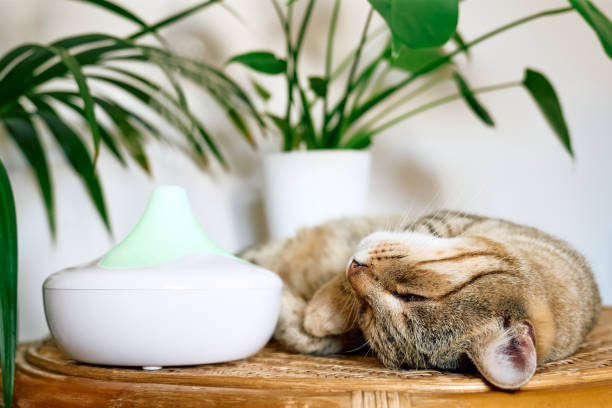 istock Tabby cat sleeping near home air humidifier or essential oil diffuser cleaning air and vaporizing steam up into the air. Ultrasonic technology. Taking care of health of children, plants and pets. 1435903011