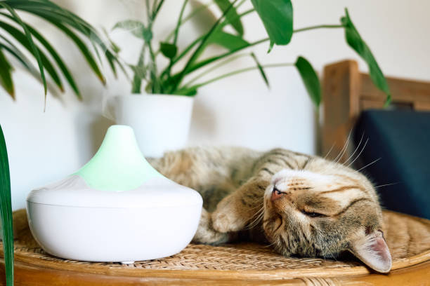 istock Tabby cat sleeping near home air humidifier or essential oil diffuser cleaning air and vaporizing steam up into the air. Ultrasonic technology. Taking care of health of children, plants and pets. 1435903019