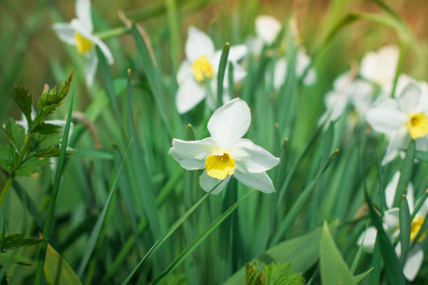istock White narcissus grows and blooms in the flower bed in spring. 1435903211