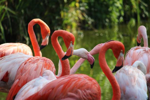 a close up of beautiful pink flamingos in wildlife stock photo