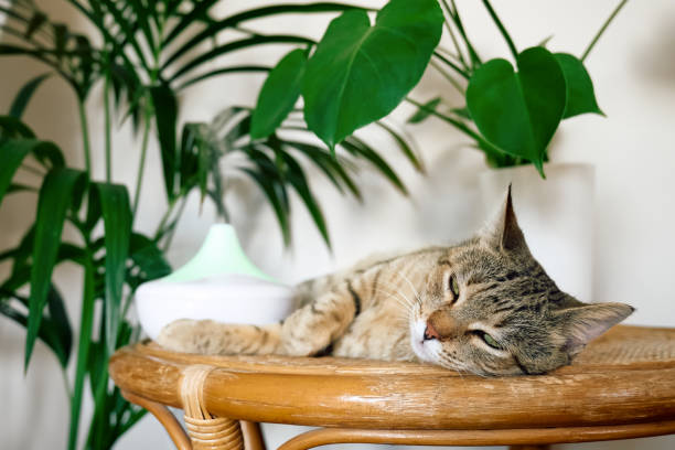 istock Tabby cat sleeping near home air humidifier or essential oil diffuser cleaning air and vaporizing steam up into the air. Ultrasonic technology. Taking care of health of children, plants and pets. 1435903304