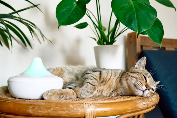 istock Tabby cat sleeping near home air humidifier or essential oil diffuser cleaning air and vaporizing steam up into the air. Ultrasonic technology. Taking care of health of children, plants and pets. 1435903315