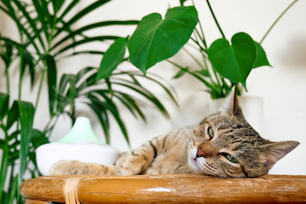 istock Tabby cat sleeping near home air humidifier or essential oil diffuser cleaning air and vaporizing steam up into the air. Ultrasonic technology. Taking care of health of children, plants and pets. 1435903326