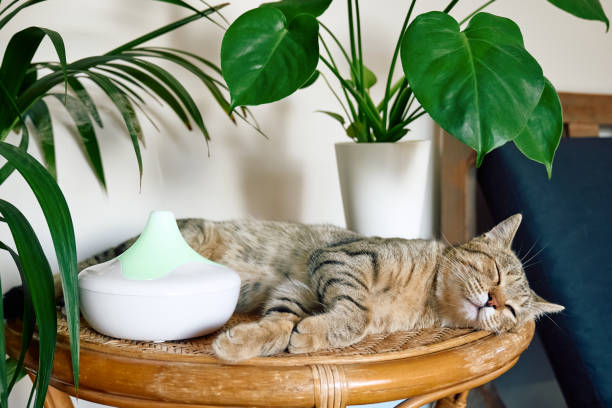 istock Tabby cat sleeping near home air humidifier or essential oil diffuser cleaning air and vaporizing steam up into the air. Ultrasonic technology. Taking care of health of children, plants and pets. 1435903371