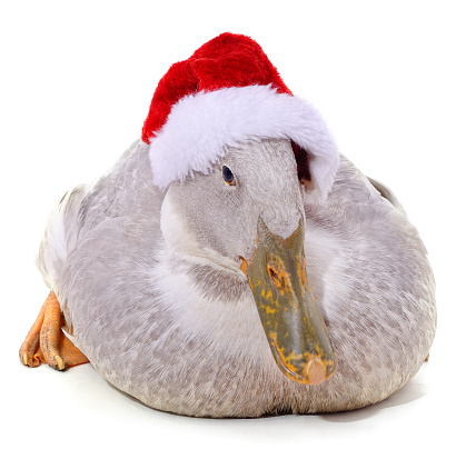 White duck in a Christmas hat isolated on a white background.