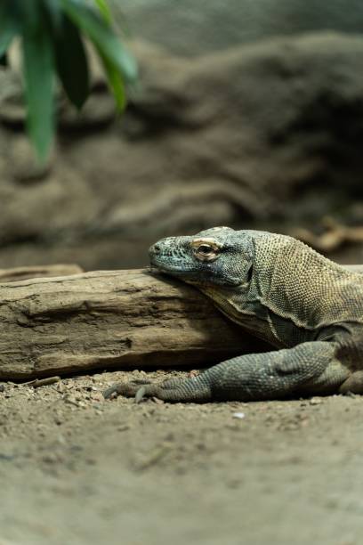 istock Vertical shot of the Komodo dragon 1435904686