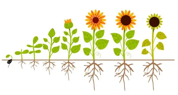 Vector illustration of Sunflower growth process. Agricultural plant ripening stages from seed to flowering and fruit-bearing plant, root system, farm flower yellow petals, oilseed culture cycle. Swanky vector concept