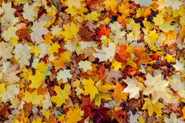 istock Red and Orange Autumn Leaves 1435905525