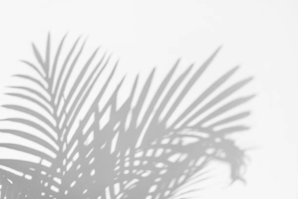 istock Flat lay background with tropical leaf shadow. Shadow effects with tropical palm leaves in the corner. Applicable for mockup, template 1435906823