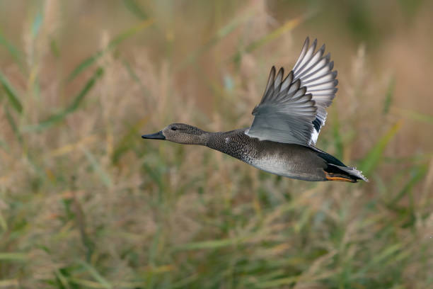 istock Female Eurasian Wigeon (Anas penelope) in flight. 1435908404