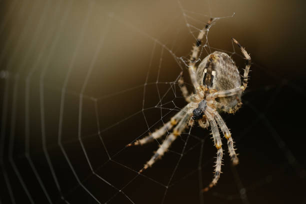 istock Closeup of cross spider on web 1435910684