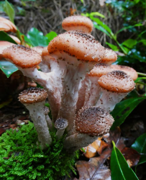 istock Cluster of edible mushrooms 1435910710