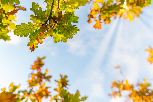 Autumn Oak leaves and blue sky
