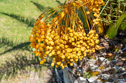 Areca Palm Tree with ripe fruit nut clusters