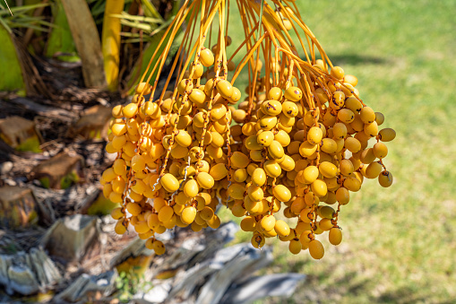 Areca Palm Tree with ripe fruit nut clusters