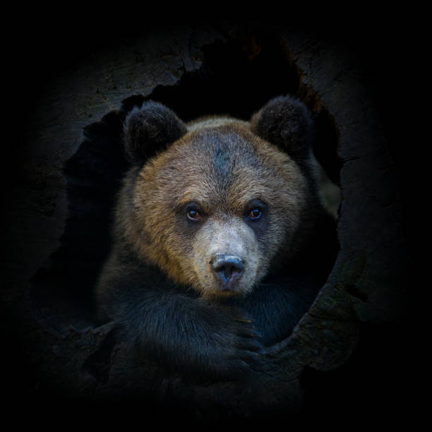 cachorro de oso pardo joven en tronco de árbol sobre fondo oscuro. animal en el hábitat natural - winnie the pooh fotografías e imágenes de stock