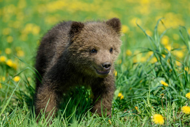cachorro de oso pardo joven en el prado con flores amarillas - winnie the pooh fotografías e imágenes de stock