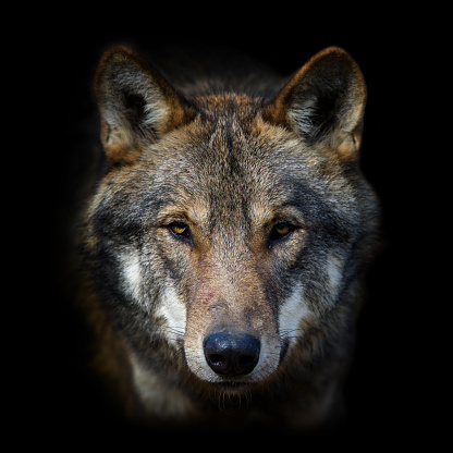 Wolf portrait on dark background. Wildlife scene from nature. Wild animal in the natural habitat