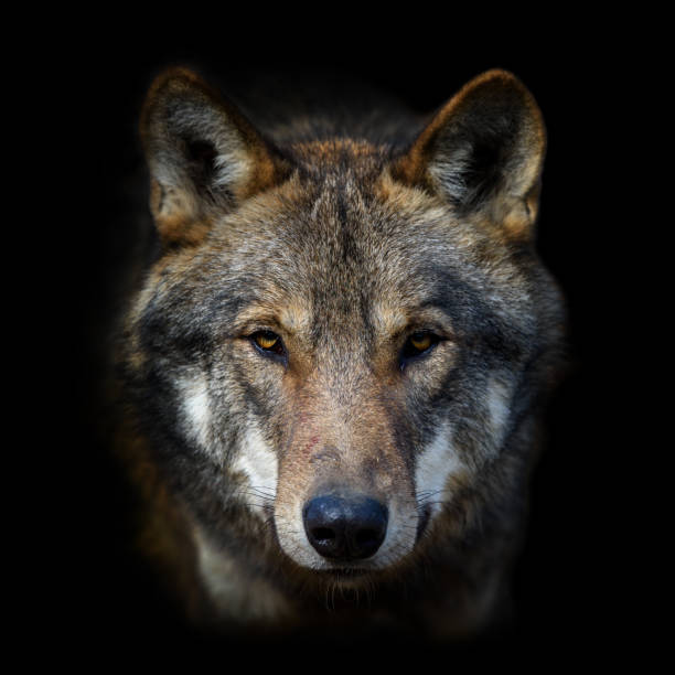 Wolf portrait on dark background. Wildlife scene from nature. Animal in the natural habitat stock photo