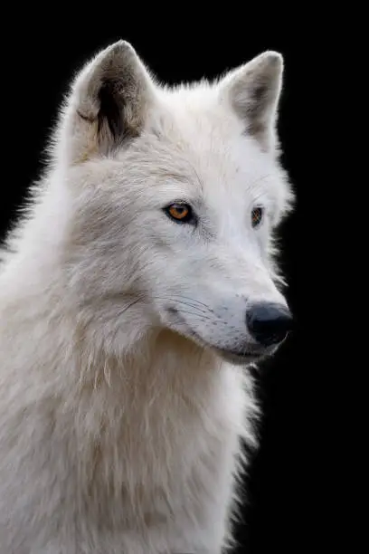 Close up white arctic wolf on dark. Danger animal in nature habitat