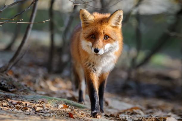 istock Red fox, vulpes vulpes, small young cub in forest. Cute little wild predators in natural environment. 1435913072