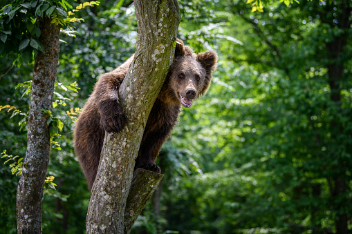 Wild Brown Bear (Ursus Arctos) in the summer forest on tree. Animal in natural habitat. Wildlife scene