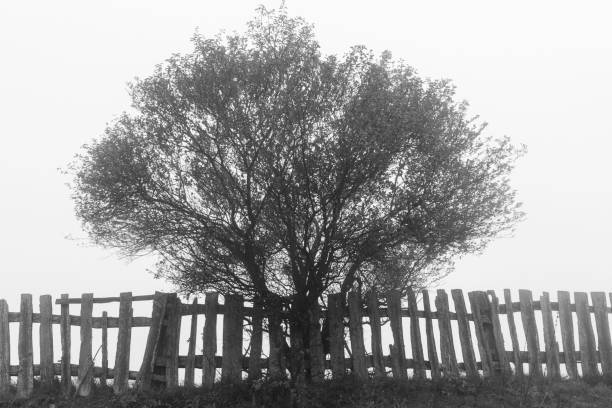A creepy monochrome tree behind the fence