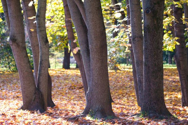 istock Autumnal  season forest scenic  background 1435918018