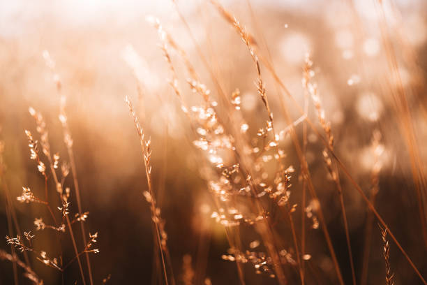 Setting sun casts light on the wild plants from behind. The meadow is in yellow tones.