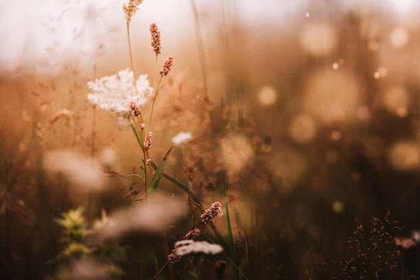 istock Meadow with wildflowers in autumn 1435918060
