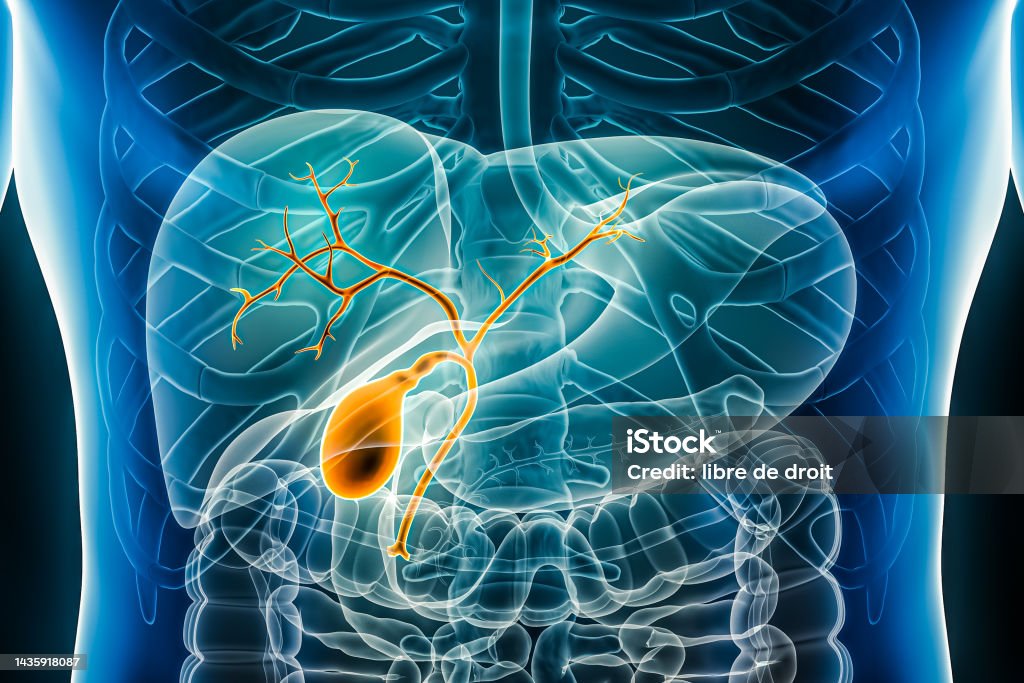 Bile Transparent Gallbladder With Bile Duct And Biliary Tree 3d Rendering Illustration ...