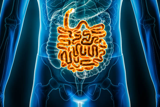 Small intestine or bowel 3D rendering illustration close-up. Anterior or front view of the human digestive system or bowels. Anatomy, medical, biology, science, healthcare concepts. stock photo