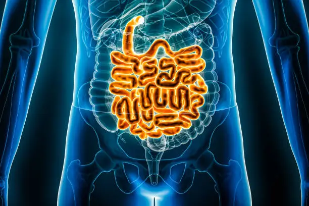 Photo of Small intestine or bowel 3D rendering illustration close-up. Anterior or front view of the human digestive system or bowels. Anatomy, medical, biology, science, healthcare concepts.
