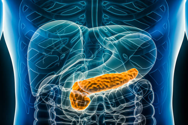 Pancreas 3D rendering illustration anterior or front view close-up. Organ of the human digestive system. Anatomy, medical, biology, science, healthcare concepts. stock photo