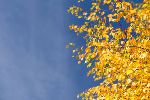 Autumn landscape. Autumn tree leaves sky background.
