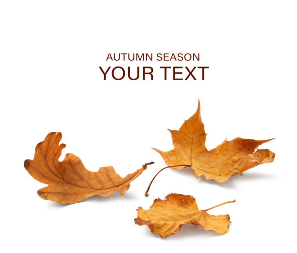 istock Autumn yellow orange leaves falling down Isolated on white background 1435918226