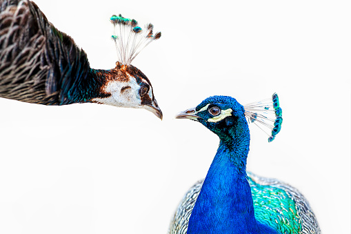 two animals. portrait of male and a female peacock. peacocks - peafowl isolated on white background. headshot Portrait close-up