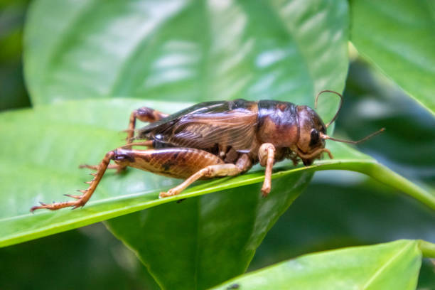 istock The shape of a dead cricket clinging to a tree. 1435922775