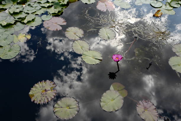 Lotus is blooming in the lake stock photo