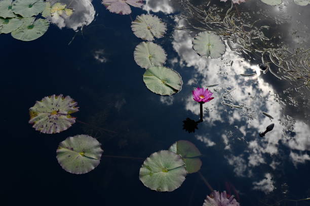 Lotus is blooming in the lake stock photo