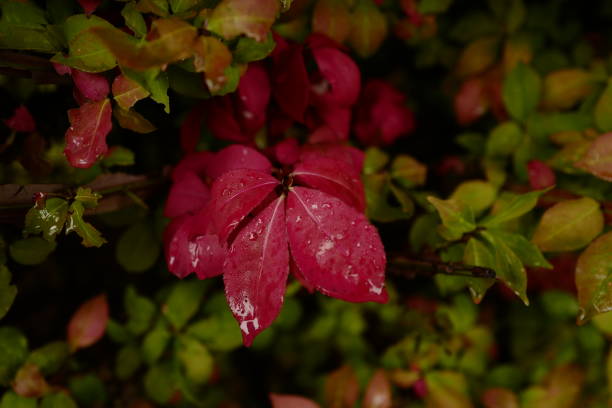 Autumn leaves with raindrops after rain stock photo
