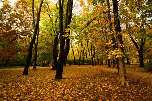 istock Tall autumn tree in the forest with dried fallen leaves on the ground 1435924849