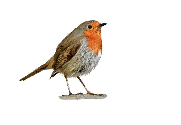 istock Cute european Robin 1435924853