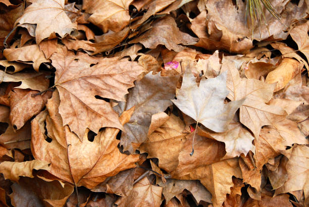 Dried maple leaves on the ground during fall season.