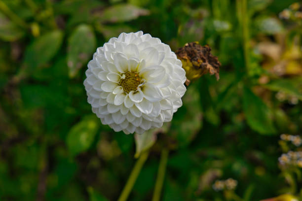flower in field