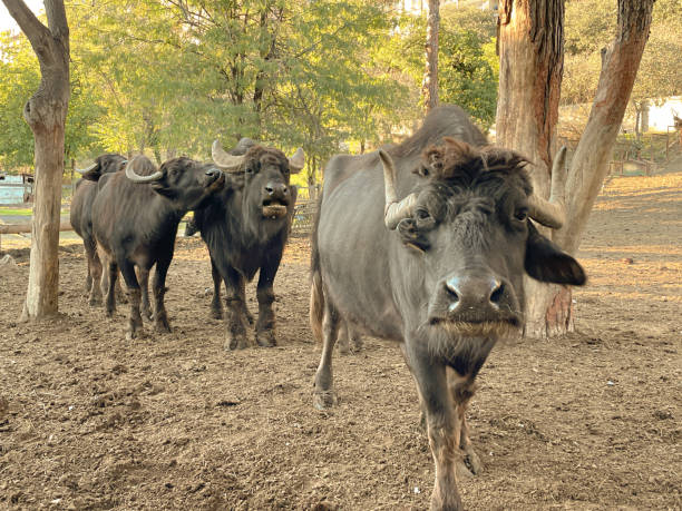 アフリカの水牛 - african buffalo ストックフォトと画像