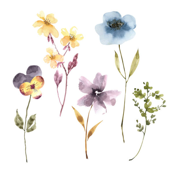 istock delicate wild flowers and plants, watercolor illustration set. 1435931022